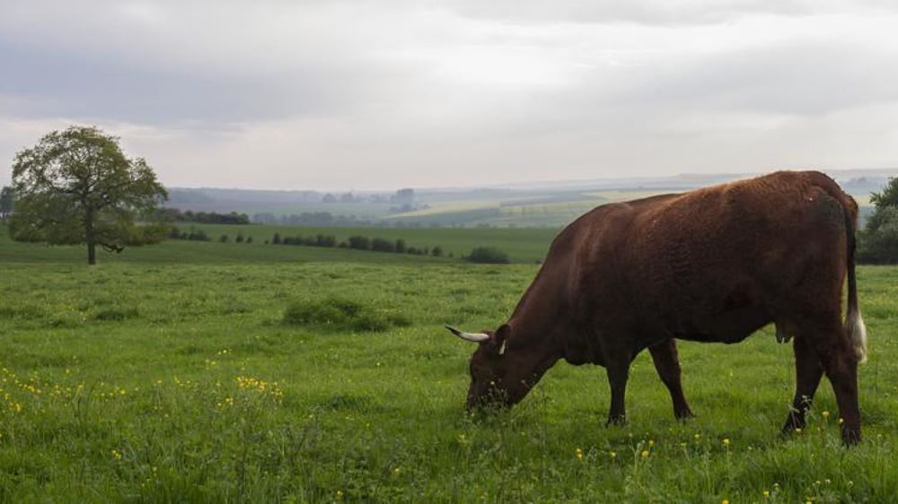 Le tribunal de Limoges a donné raison à deux retratiés qui s’opposaient à un agriculteur du Cantal pour un problème de voisinage. © C. Faimali/GFA